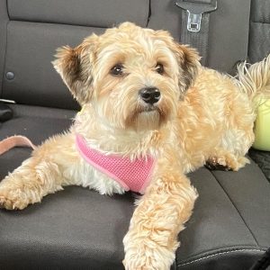 Puppy - Rosie - Shi-Mult