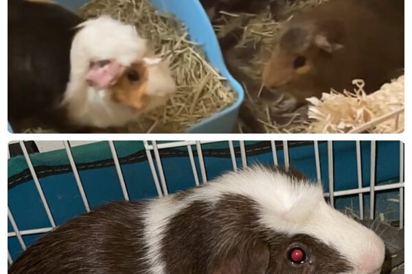 3 Male Guinea Pigs