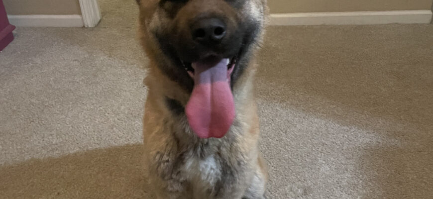 Beautiful, Sweet, and Smart Akita Boy