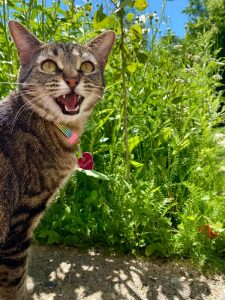 2-year-old Energetic Cat Needs New Home