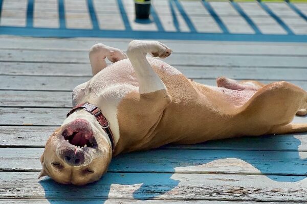 Dee the Sweet, Senior Pit