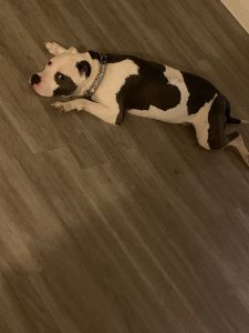 Rehoming Kelo