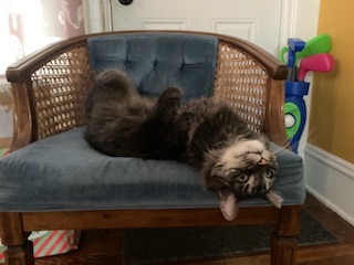 Great, Loving Cat