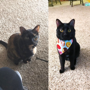 Cuddly Cats Looking for their Furever Home