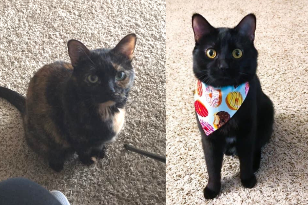 Cuddly Cats Looking for their Furever Home