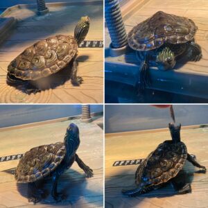 Harry the Aquatic Turtle