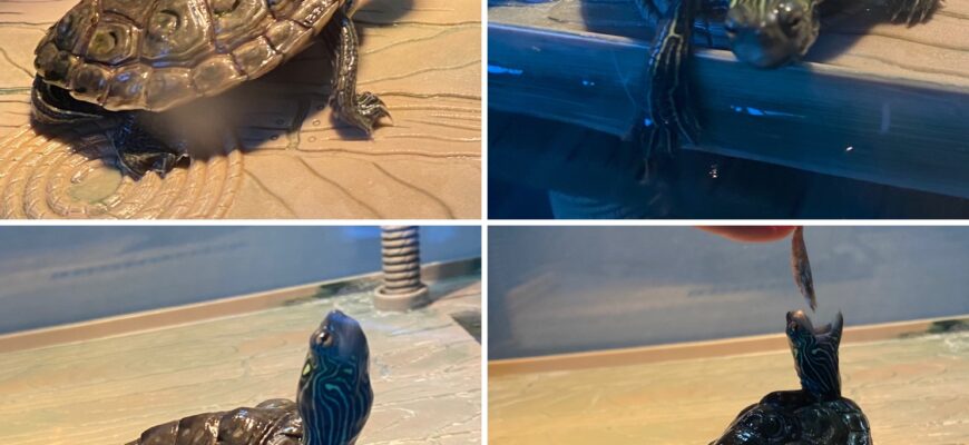 Harry the Aquatic Turtle