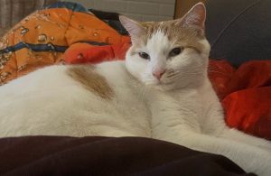 Loving female cat is looking for a great home.