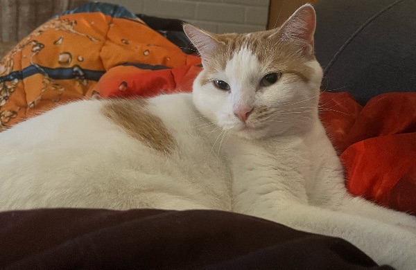 Loving female cat is looking for a great home.