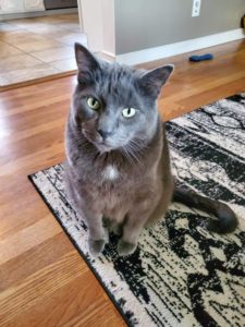 Sweet Kitty Needing a Quieter Home