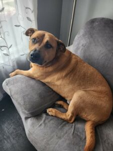 Urgent Please Help Harley 🖤