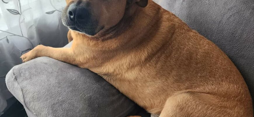 Urgent Please Help Harley 🖤