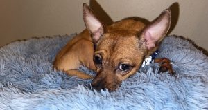 2-year-old Chihuahua