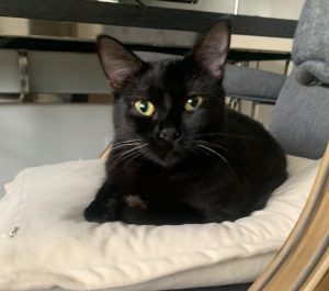 1-year-old Cat Needing Rehoming