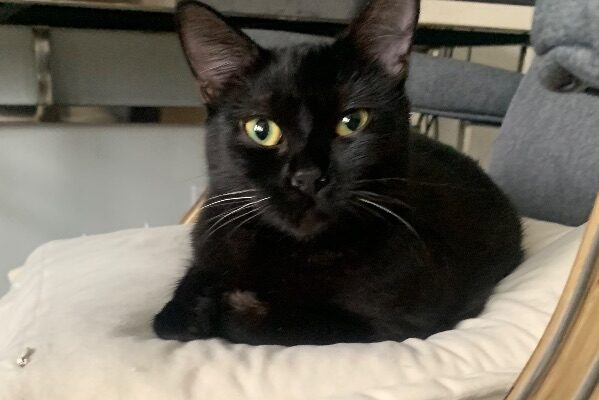 1-year-old Cat Needing Rehoming