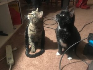 Lola and Baguerra