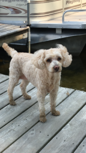Looking for Loving Home