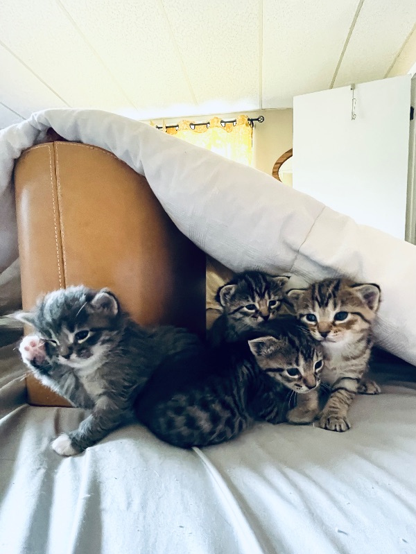 4 kittens! Ideally adopted in pairs!