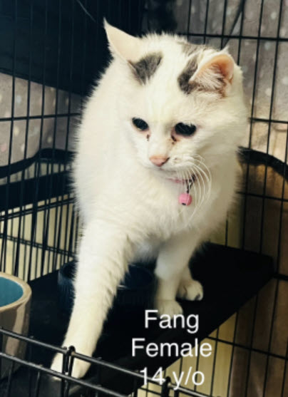 Fang – funny name for a sweet, sweet girl