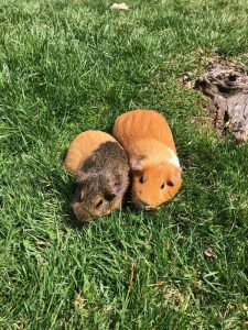 2 Gentle Female Guinea Pigs