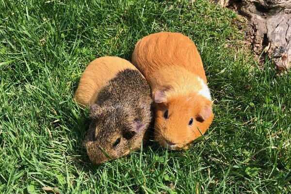2 Gentle Female Guinea Pigs
