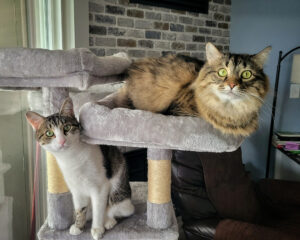 Tabby brothers Ginny and Luna are looking for home with more quality time!