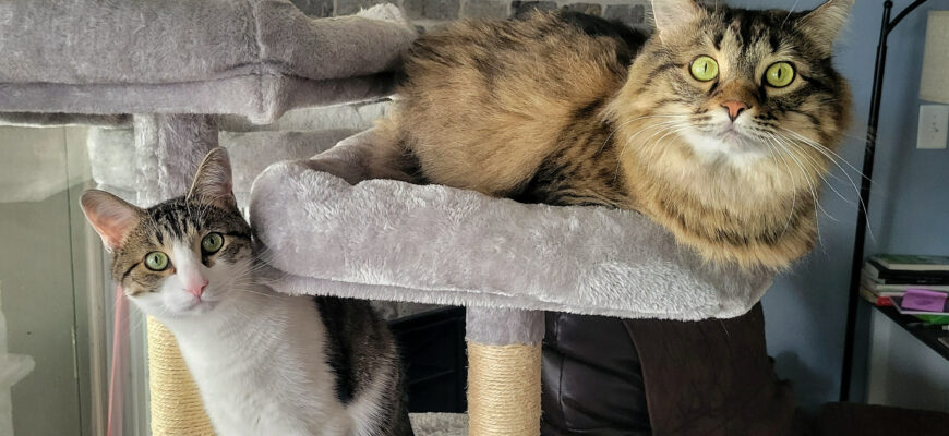 Tabby brothers Ginny and Luna are looking for home with more quality time!
