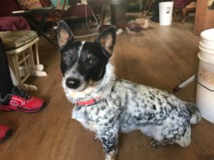 Gus, the affectionate blue heeler.