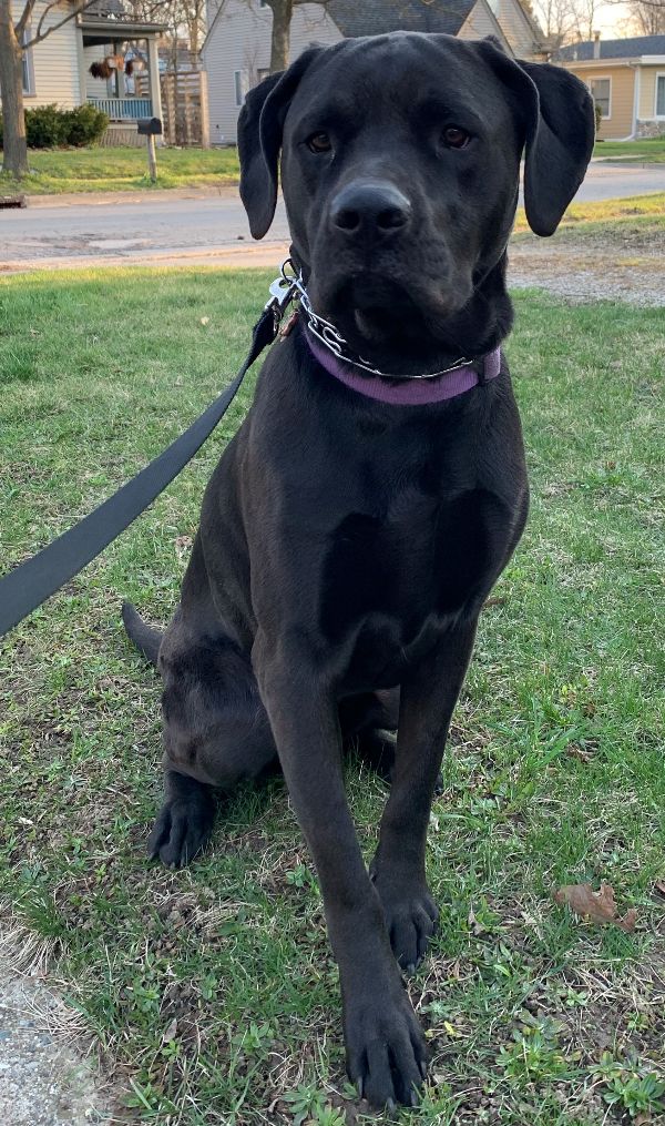 Harry has the potential to be amazing in a better home.
