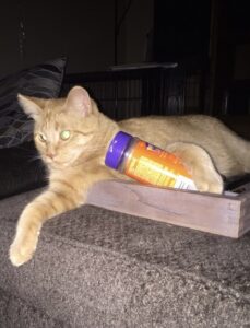 Not Rude, Just a Little Catitude