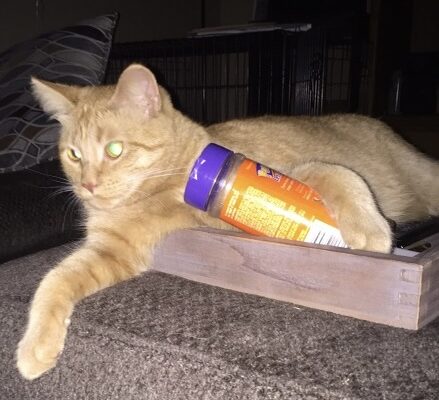 Not Rude, Just a Little Catitude