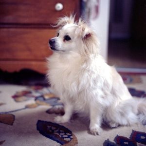 Maeby - Senior Floofy Angel Land Cloud