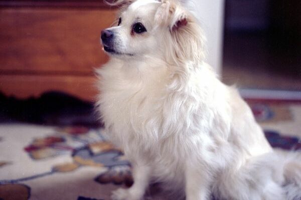 Maeby – Senior Floofy Angel Land Cloud