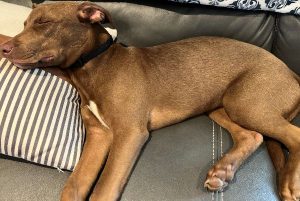 Sweet, playful boy, ready to enjoy life!