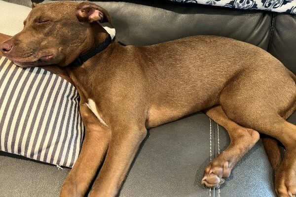 Sweet, playful boy, ready to enjoy life!