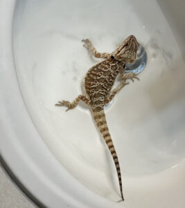 Bearded Dragon With Tank
