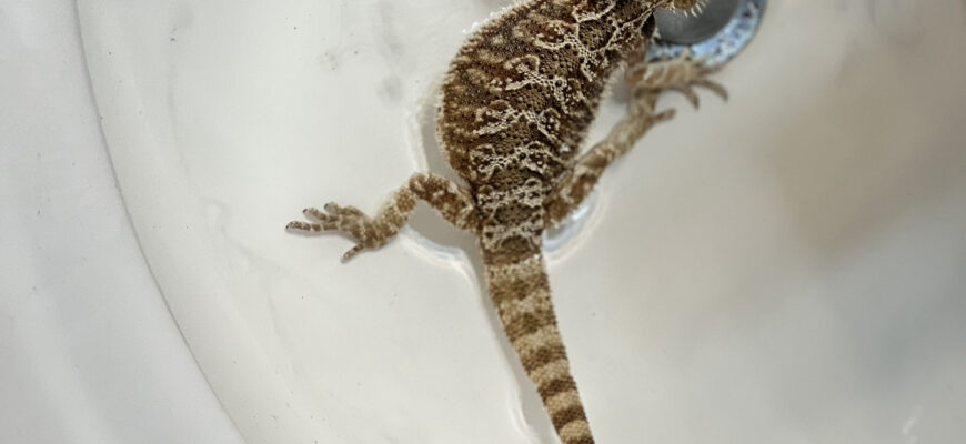 Bearded Dragon With Tank