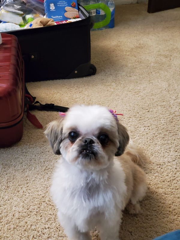 Senior Shih-tzu
