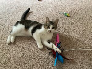 This sweet, cuddly cat is looking for a nice home!