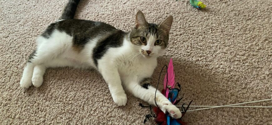 This sweet, cuddly cat is looking for a nice home!