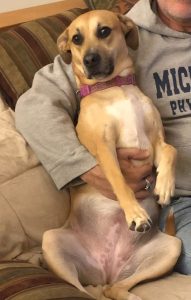 Love Bug Zoey Needs a Home for Belly Rubs