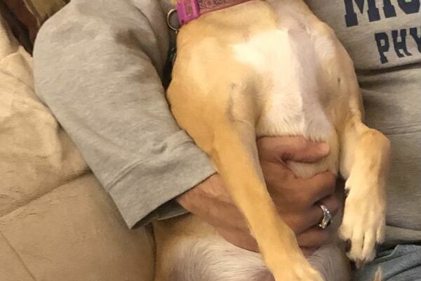 Love Bug Zoey Needs a Home for Belly Rubs