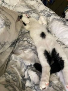 Sweet, Six Month Old Cat