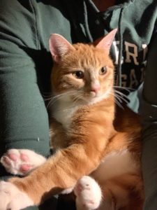 Cuddly Orange Tabby Looking for a Forever Home