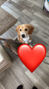 Sweet Beagle Baby Needs a Home