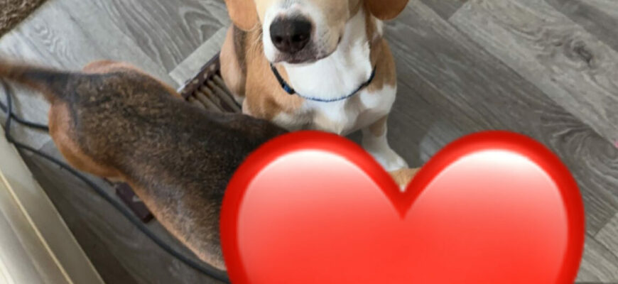 Sweet Beagle Baby Needs a Home