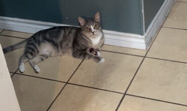 Playful and affectionate male cat in need of a home