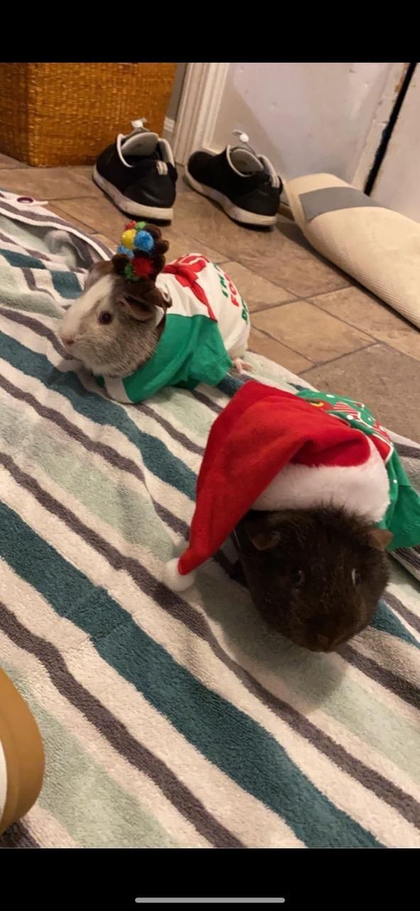 Buddy and Biscuit