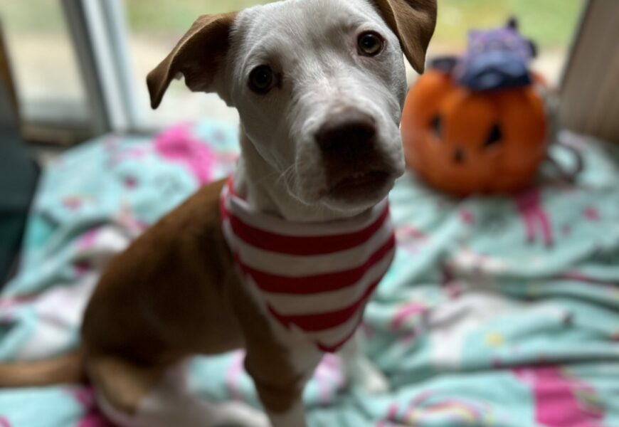 Sweet Green Eyed Active Puppy That Loves Kids Needs a Home