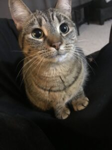 The Sweet Aja